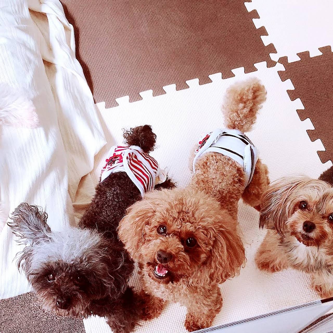 Dogcafe Coco ふれあい型dogcafe 犬カフェ
