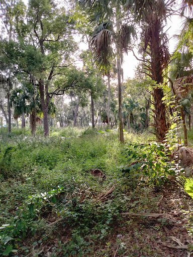 Bladee Forest - Visual