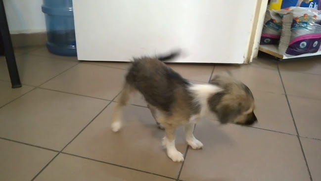 Opinii despre Vete Pet Land în București - Veterinar