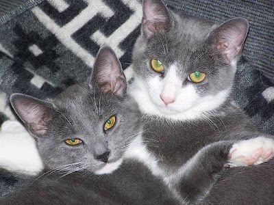 Photos of Creature Comforts Animal Inn, LLC