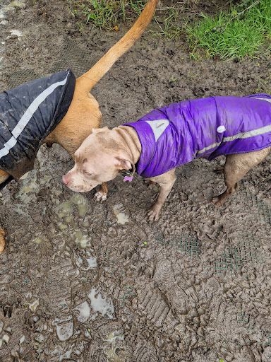 Developing Dogs Activity Meadows - Visual