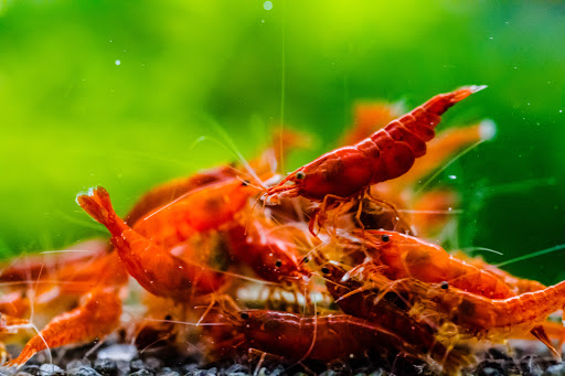 Forest Aquatics - Thumbnail