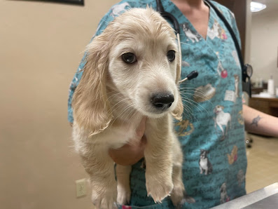 Island Farms/Mimi's Dachshunds Florida 32537 Forest Dr, DeLand, FL 32720