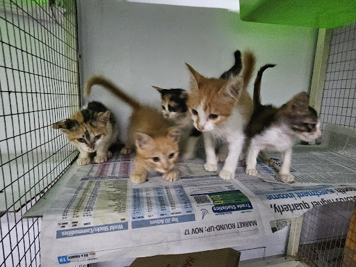 Sleepy Pet Shop and Pet Hotel