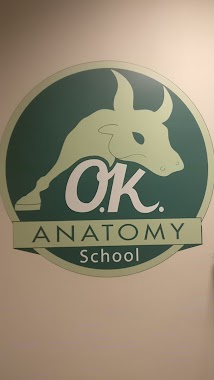 Ok Anatomy School, Author: omer kertes