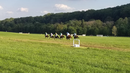 Shawan Downs - Visual