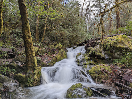 Limpy Botanical Interpretive Loop Trailhead - Visual