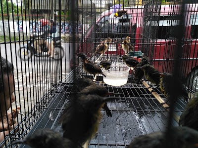 Photos of SBS Birdshop