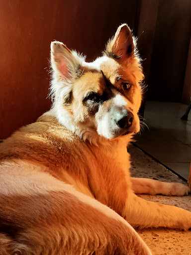 Clínica Veterinaria Hund Bud - Thumbnail