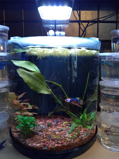 Aquatic Evolution LLC - Visual