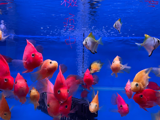 [一隻魚水族 水族店的外部或內部照片]
