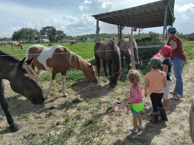 Photos of HorseSisters Equine Assisted Therapy & Rescue Sanctuary