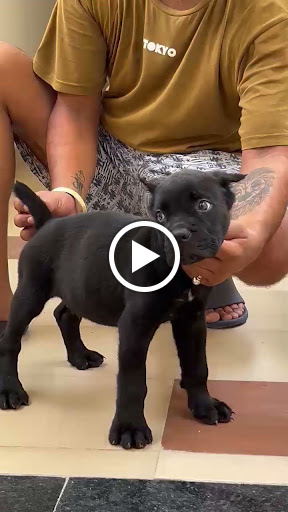 Cane corso puppy available in ahmedabad 🐾 post image