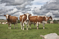 Lely Center Plonevez du Faou à Plonévez-du-Faou