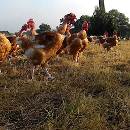 Photo n°2 de Volailles Sinagotes - Gilles Le Falher à Séné (Magasin de volailles)