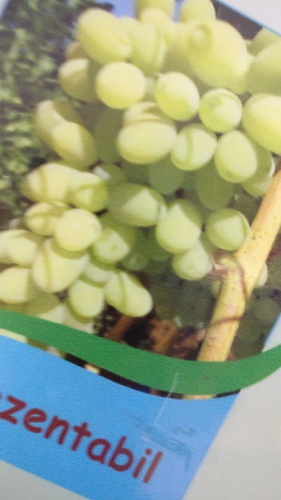 Photos of Agrodor-Succes SRL