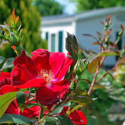 Photo n°107 de Yelloh! Village Domaine Les Oréades | Camping Sanguinet | Camping Landes à Sanguinet (Parc aquatique)