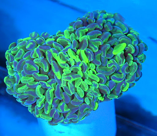 Extreme Corals - Visual