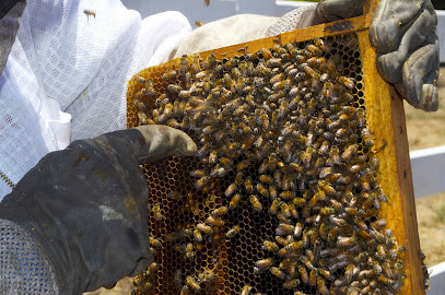 Apiculture Patenaude