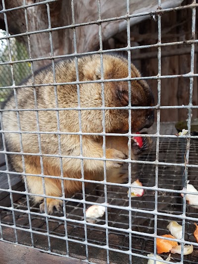Photos of Mini Zoo "Lejnieki"