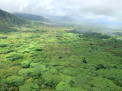 Moloaa Forest Reserve