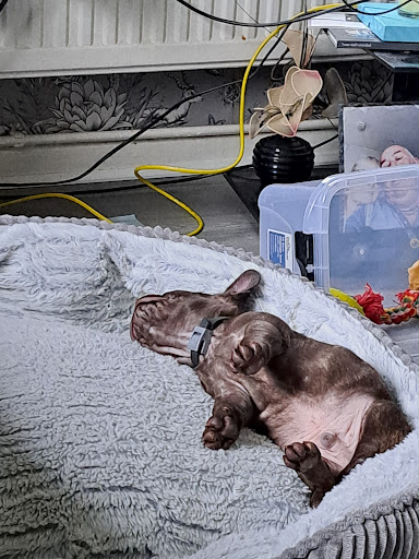 Kings Veterinary Centre - Thumbnail