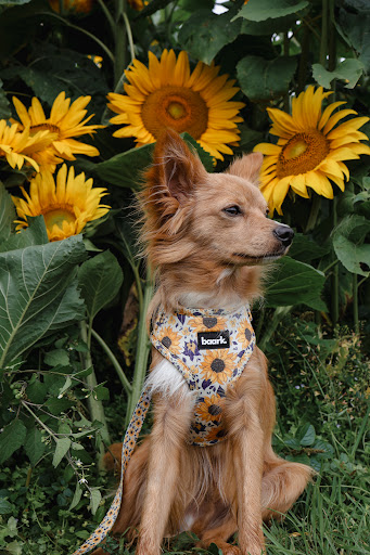 Franklin Farm - Sunflower Fields - Auckland - Thumbnail