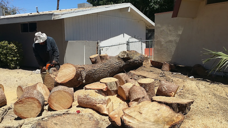 Vegas Best Tree Service – Tree Removal, Trimming & Stump Grinding