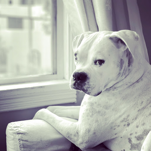 Here to Help Veterinary Hospice and At - Home Euthanasia Service - Thumbnail