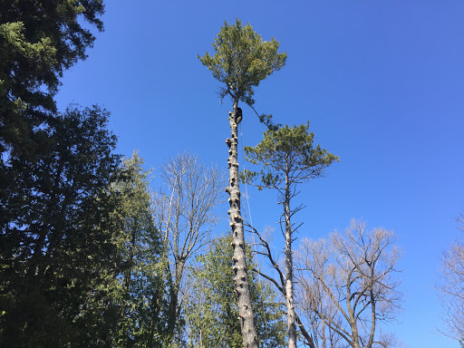 Dodd's Tree Removal - Thumbnail