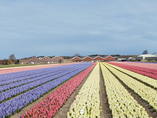 Hillegom, Weeresteinstraat