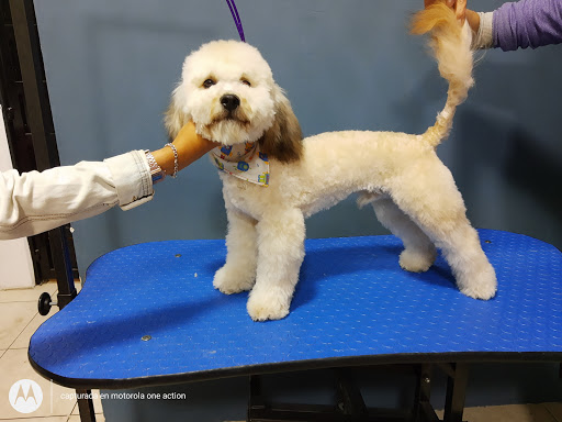 Pet Shop Dogs Gallery - Mexico