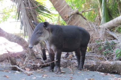 Photos of Corcovado National Park