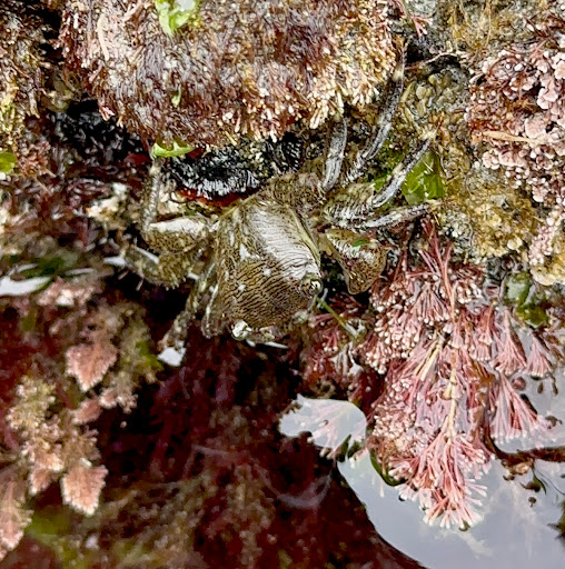 Carlsbad Tide Pool Logo