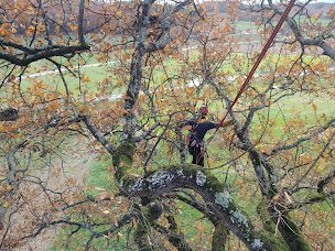 Photo n°12 de Douzon Élagage à Lédat (Service d'élagage)