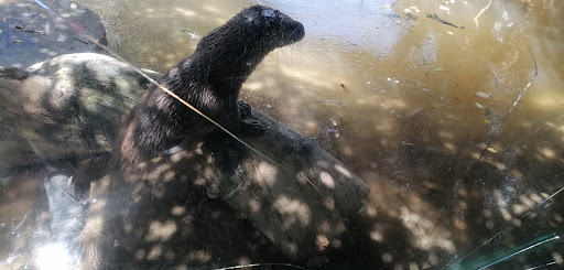 Nutria Gallery - Spain