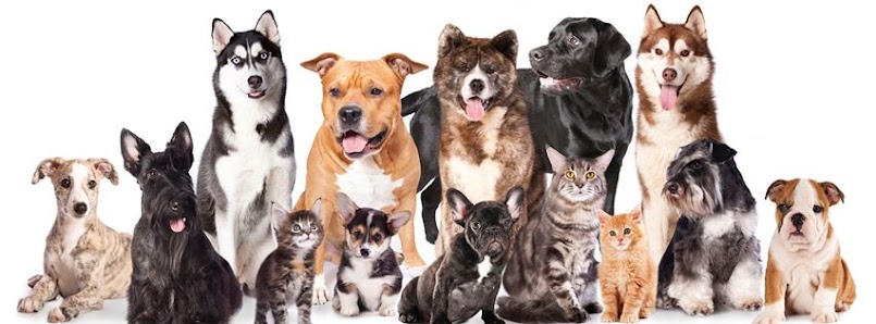 Photo of Tempe Veterinary Hospital Todas