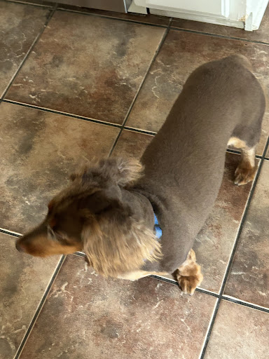Cut Above Grooming Salon LLC - Thumbnail