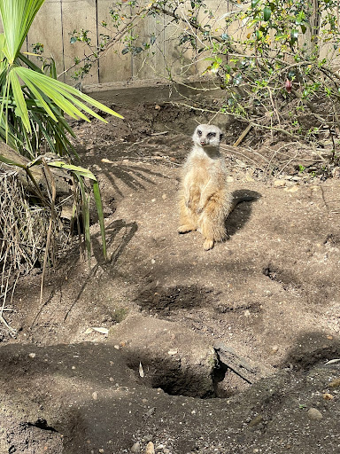 Suricate (19) - Thumbnail