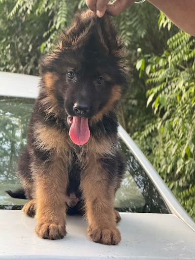High quality long coat German shepherd puppies available in Lucknow.. post image