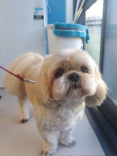 Pooch Pamper Inn - Thumbnail