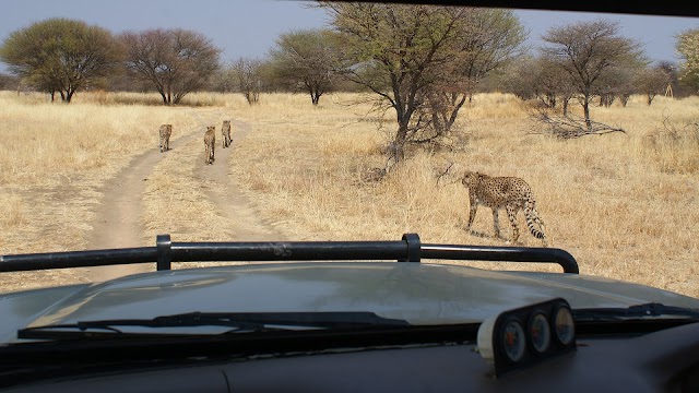 Cheetah Conservation Fund