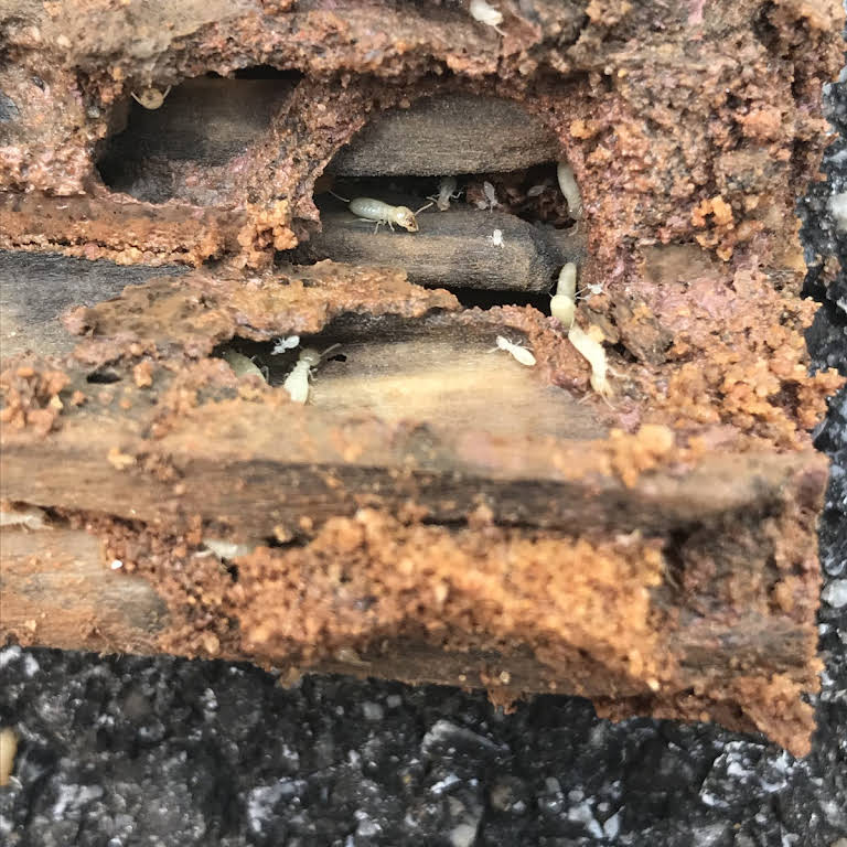 Thompson Pest Control Pest Control Service