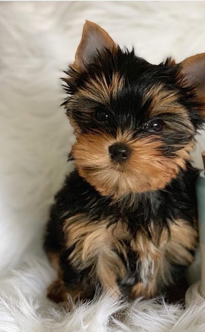 Yorkie puppies for sale