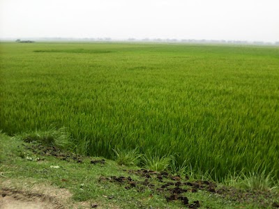 Photos of GOPINAGAR GOV.PRIMARY SCHOOL,HALUAGHAT,MYMENSINGH.