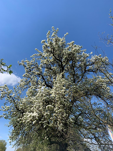 Waldlehrpfad Neuendorfer Waldpfad - Thumbnail