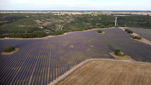 Campo de Lavanda El Marañal - Thumbnail