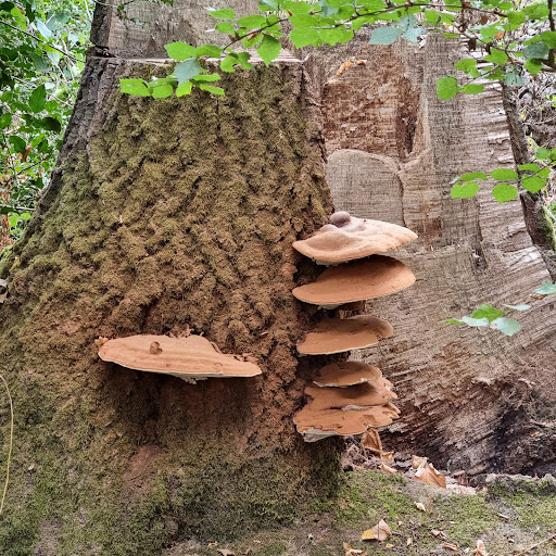 Mendlesham Woods - Thumbnail