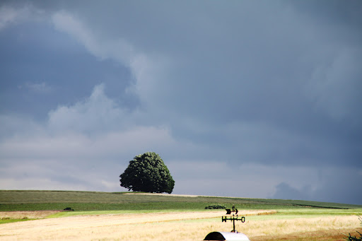 Heilige Eiche - Visual