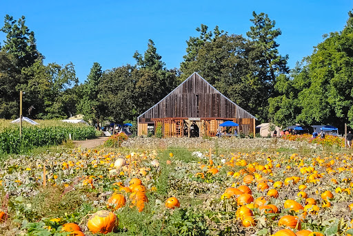 Pheasant Fields Farm - Visual